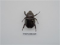 藏品(蘭嶼姬兜)的圖片